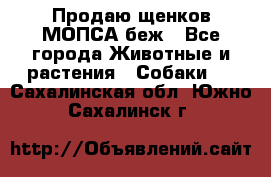 Продаю щенков МОПСА беж - Все города Животные и растения » Собаки   . Сахалинская обл.,Южно-Сахалинск г.